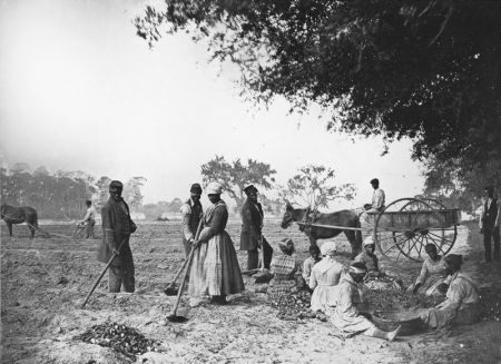 800px-James_Hopkinsons_Plantation_Slaves_Planting_Sweet_Potatoes